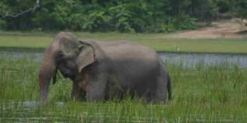 சுற்றுலா வருகைகள்